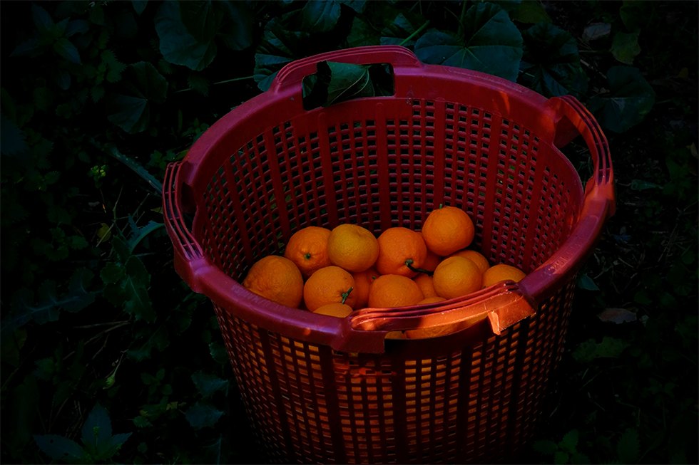 A red harvest crate heaped with fresh-picked oranges at the edge of a Fodele grove, in the last light.