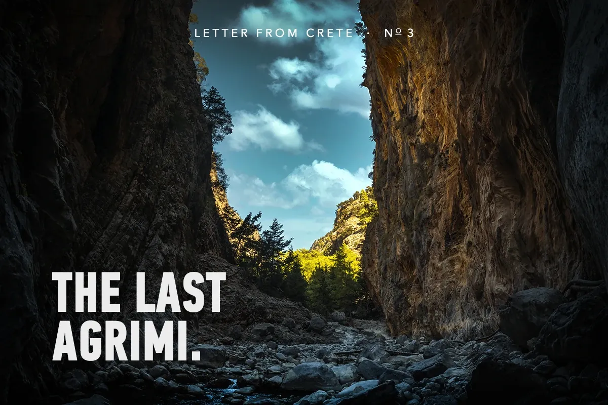 The Samaria Gorge in late light, its limestone walls narrowing toward the dry riverbed—The last agrimi.